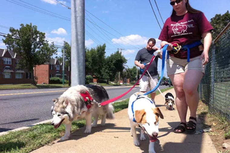 Karen Belfi, president of the Blind Dog Rescue Alliance, takes two dogs for a walk, including Pete (center), a blind beagle-mix rescued after being shot. Behind her is her husband, Eric Belfi, with a foster dog, Mabel. (Bob Moran / Staff)