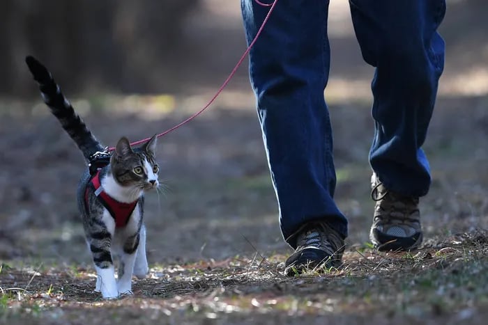 Philadelphia Has More Cat Owners Than Any Other American City