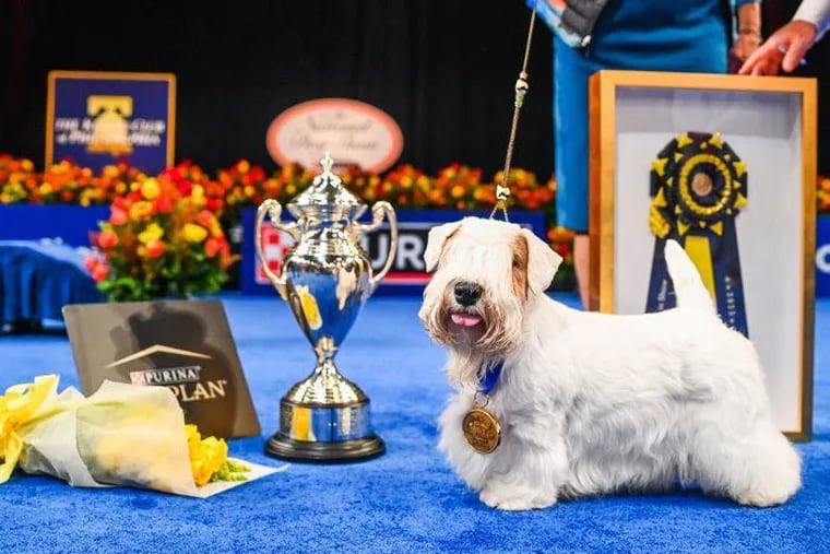 Stache, a Sealyham terrier, won best in show at the National Dog Show.