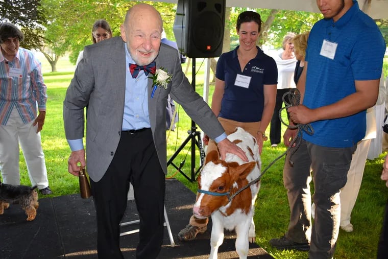 Former Penn Vet School Dean Robert Marshak in 2016, with a dairy calf named Bobby. The calf was given to him to mark his 60th year at the vet school.