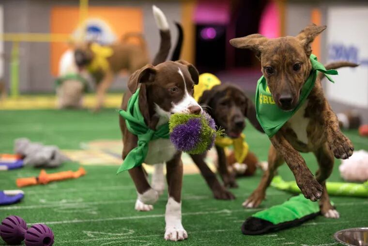 Puppies take the field for Puppy Bowl XIV.