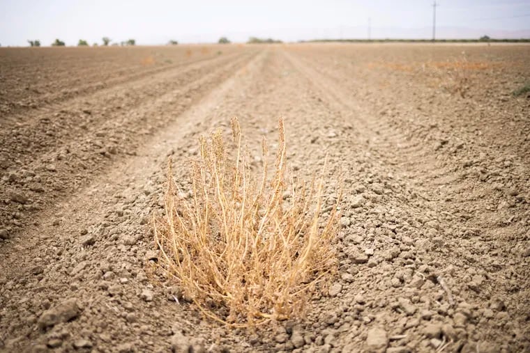 A dried weed lies in a fallowed California field on July 19, 2021. Photo for The Washington Post by John Brecher.