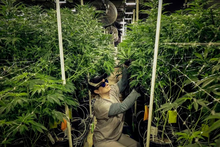 Heather Randazzo trims marijuana plants at the Compassionate Care Foundation's medical marijuana dispensary in Egg Harbor Township, N.J. in 2019. Earlier this year, New Jersey legalized recreational cannabis. Philadelphia voters last week passed a ballot question urging Pennsylvania lawmakers to follow suit.