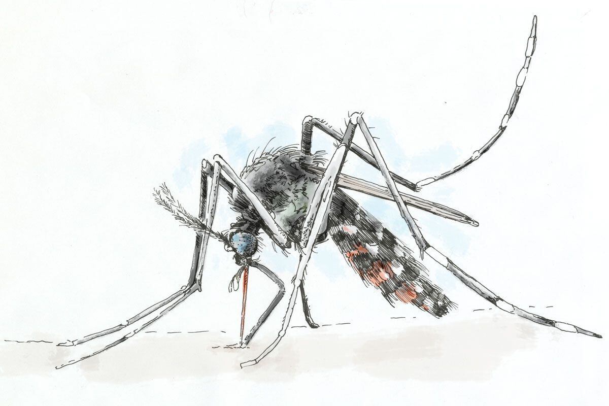 Could This Mosquito Bring Zika To Philadelphia