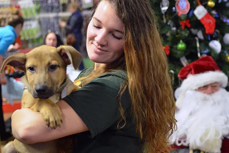 Pets Plus Natural employee Courtney Madara holds a dog for adoption as Santa Claus sits with pets at the store in Lansdale on Saturday, Dec. 6, 2014. (Photo by Mark C. Psoras)