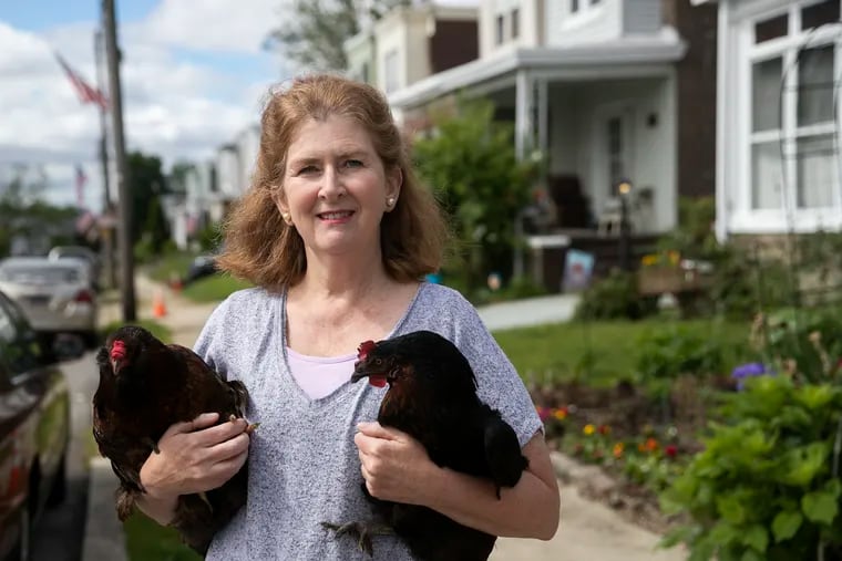 Maureen Breen holds chickens as she poses for a portrait on the block of her Fox Chase home in Philadelphia on Monday, May 31, 2021. Been is the president of Philadelphia Backyard Chickens.