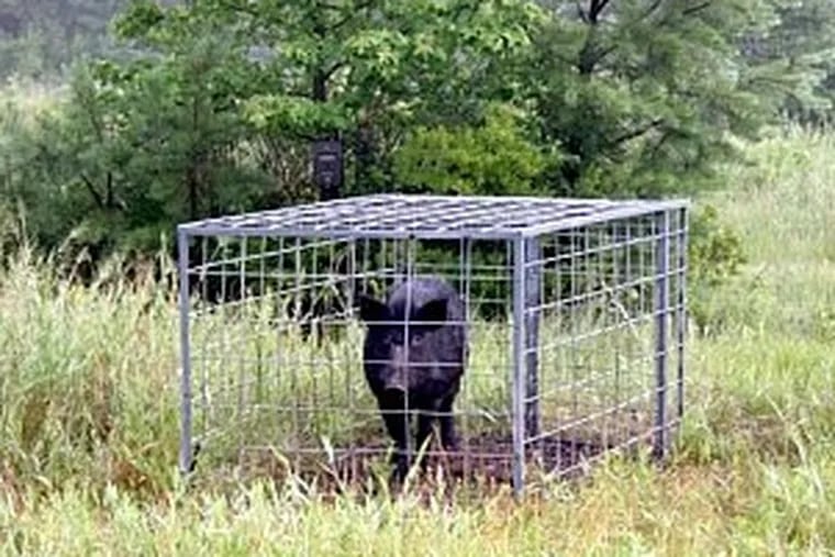 One of three wild pigs caught in June in southern Gloucester County by the USDA. Dozens of swine have been sighted in the area at various times over the last decade.