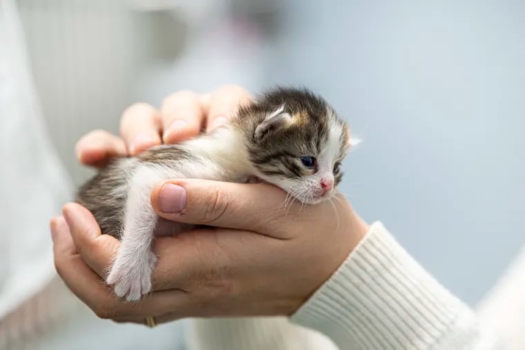 Sarah Barnett, communications director for ACCT holds a kitten during a tour at their animal adoption facilities in Philadelphia, Pa.
