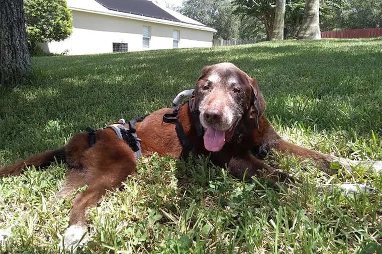 Buddy, who is nearly 16, relaxes in the yard following a treatment for arthritis.