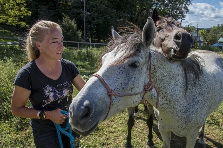 Christine McGowan, 51, greets two of her formerly wild Nokota horses — Moon (left) and Katchina — on her 13-acre Nokota Preserve farm in Birchrunville, Chester County.