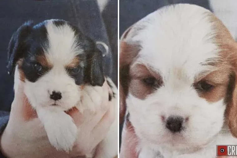 Two Cavalier King Charles Spaniels have been stolen from Willow Spring Kennel in Quakertown, Bucks County.