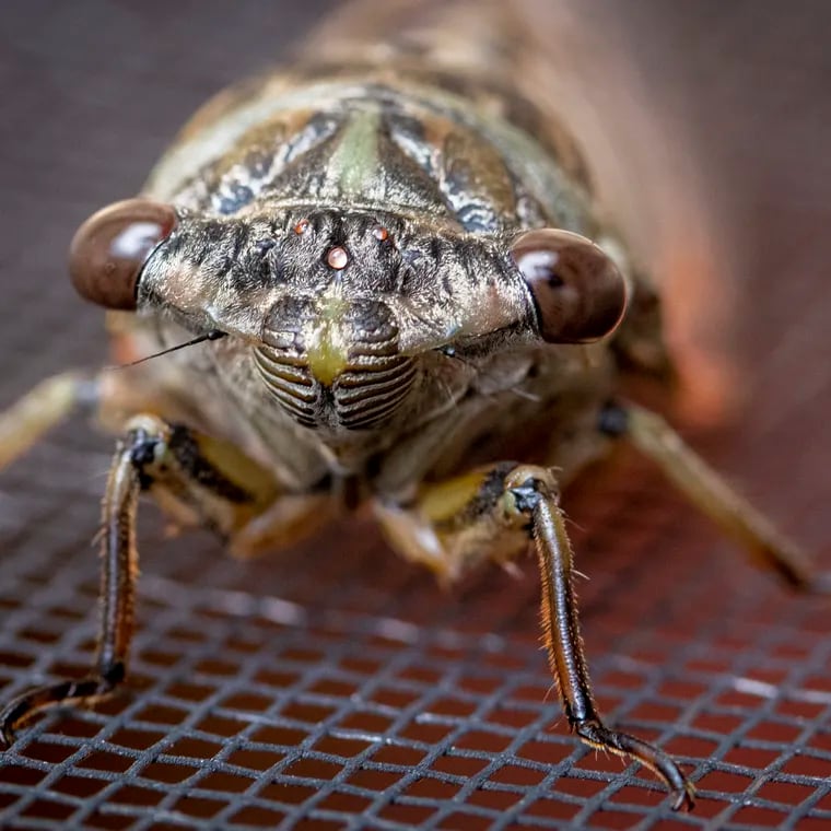 Cicadas on a storm door screen in East Falls in August 2021. Cicadas are a valuable food resource for birds, rodents, and other small animals.