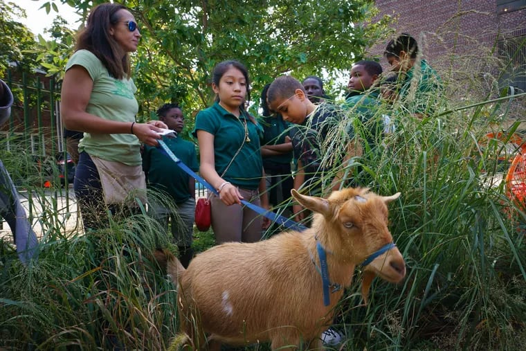 Amy Williams, left, with the Philly Goat Project, and student Marlen Flores, back center, interact with a goat named Anthony, as the Philly Goat Project visits Nebinger Elementary to teach students about goats and their role in maintaining native plant species.