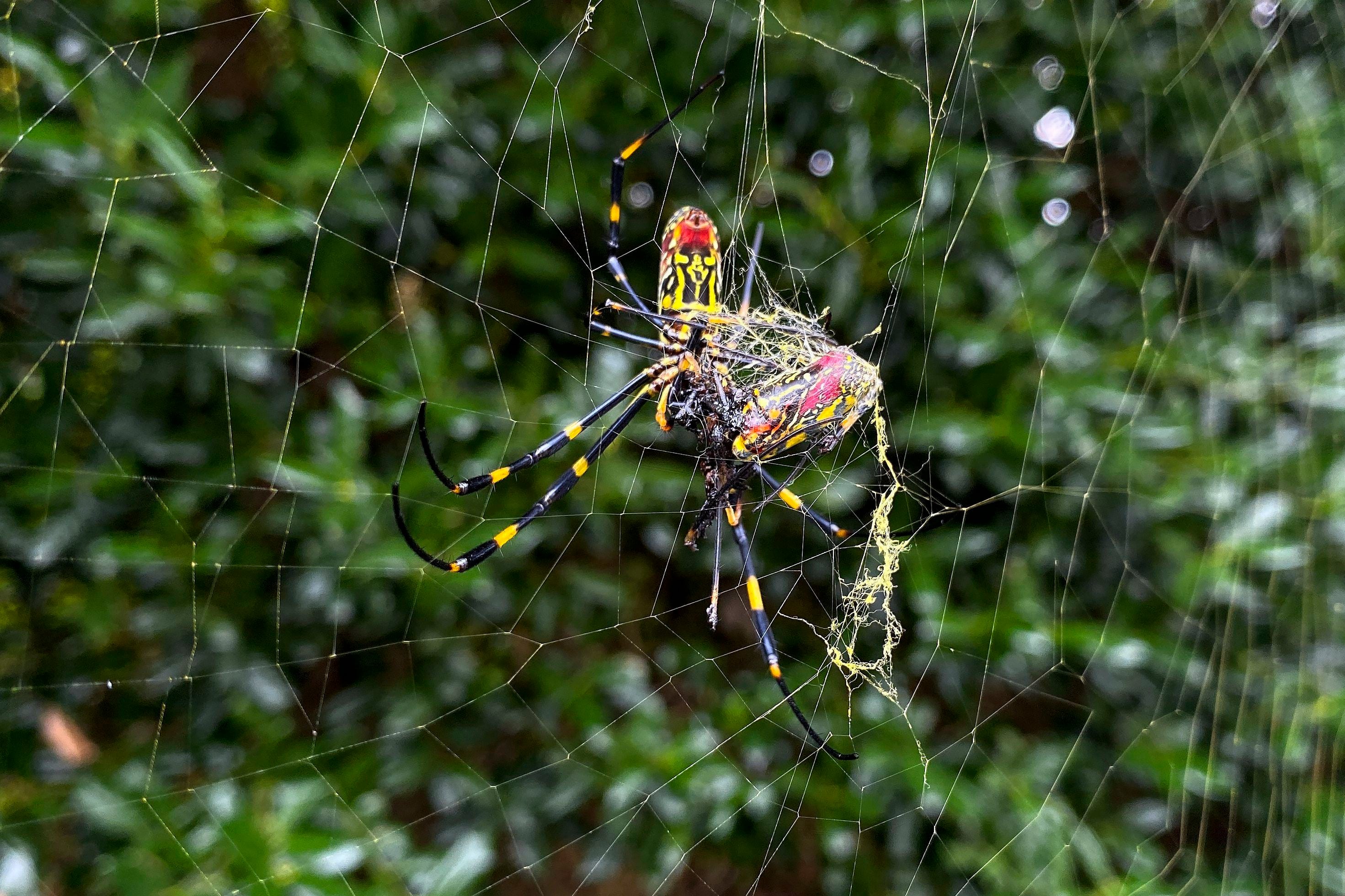 Flying Spider Nothing To Do Here