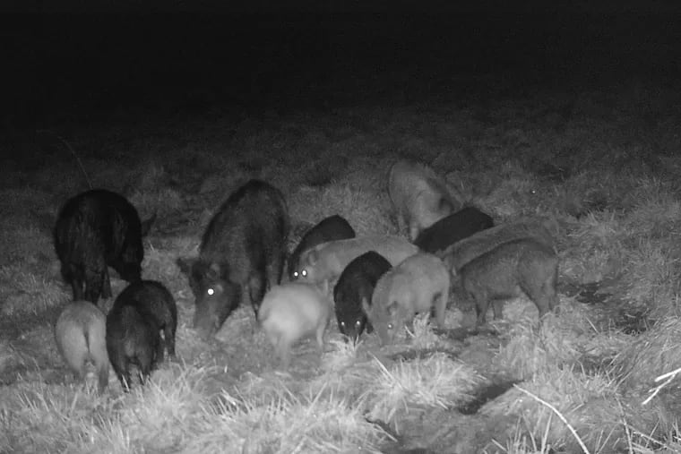 A group of wild boar roaming Pennsylvania at night on April 7, 2022.