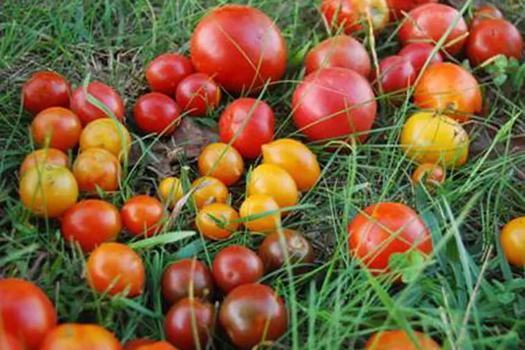 Tomato grower Tim Mountz took these photos of his summer haul at his Happy Cat Farm in Kennett Square.