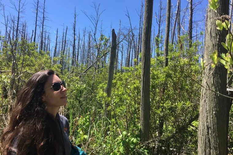 Jennifer Walker, a Rutgers graduate student studying sea level rise, with a ghost forest of dead Atlantic White Cedar in the background at Dennis Creek Wildlife Management Area, Cape May County, N.J.