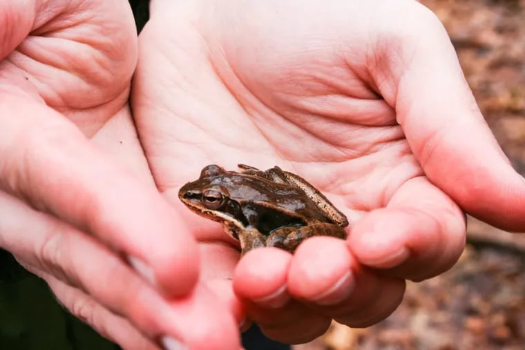 Penn State researchers used glow sticks to attract wood frogs such as this one on state game lands near State College, Pa., allowing them to get a better sense of the overall population size.