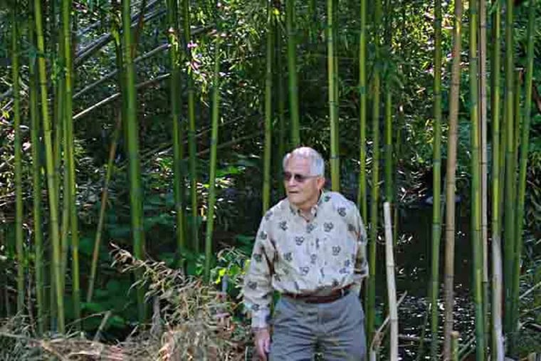 Clyde Hunt shows off overgrown bamboo in Rolling Green Park along Darby Creek. Upper Darby Township is the latest municipality to consider banning bamboo, which is becoming a scourge of the suburbs. The latest problem arose from a spat over one resident's bamboo which is threatening to take over a neighbor's property.May 17, 2013. ( DAVID SWANSON / Staff Photographer )