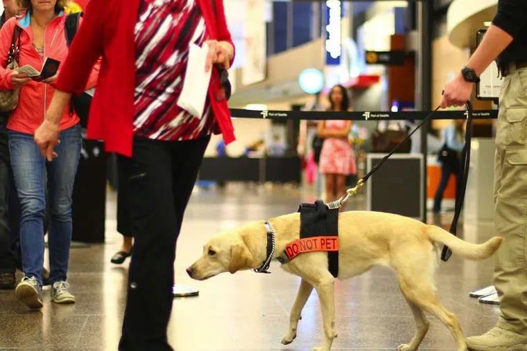 Mitchel Parish, far right, a TSA Explosive Detection Canine Handler, follows Oonda, a yellow lab, as she sniffs travelers entering a security station at SeaTac International Airport on Wednesday, Oct. 1, 2014 in Seattle. The TSA announced they will be using the animals to detect explosives and explosive components in the airport. (AP Photo/The Seattle Times, John Lok)  SEATTLE OUT; USA TODAY OUT; MAGS OUT; TELEVISION OUT; NO SALES; MANDATORY CREDIT TO BOTH THE SEATTLE TIMES AND THE PHOTOGRAPHER