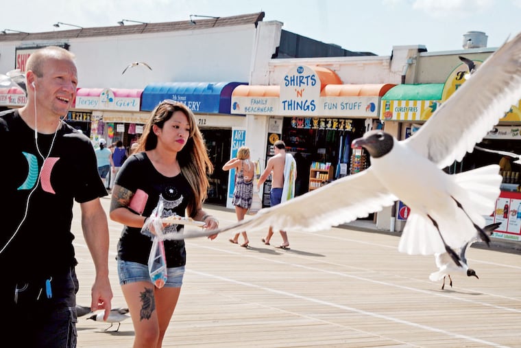Ocean City Mayor Jay Gillian says the city will begin enforcing its ban on feeding seagulls.