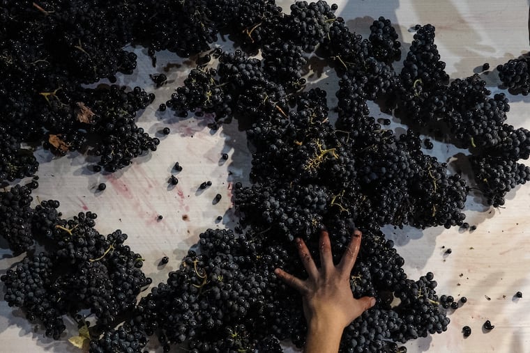A worker selects grapes at a vineyard in Portugal.