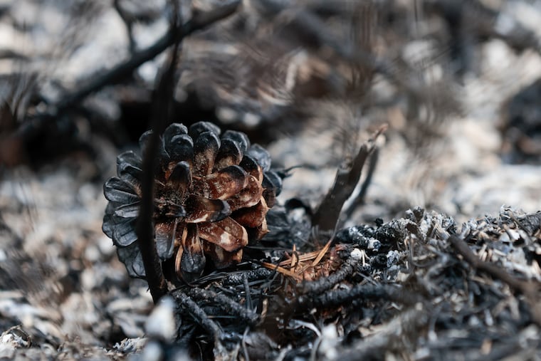 Charred forest as a result of backfires, set by firefighters just off of Chatsworth Road to prevent the spread of the 'Tea Time Hill' Wildfire near Wharton State Forest in New Jersey on Friday.