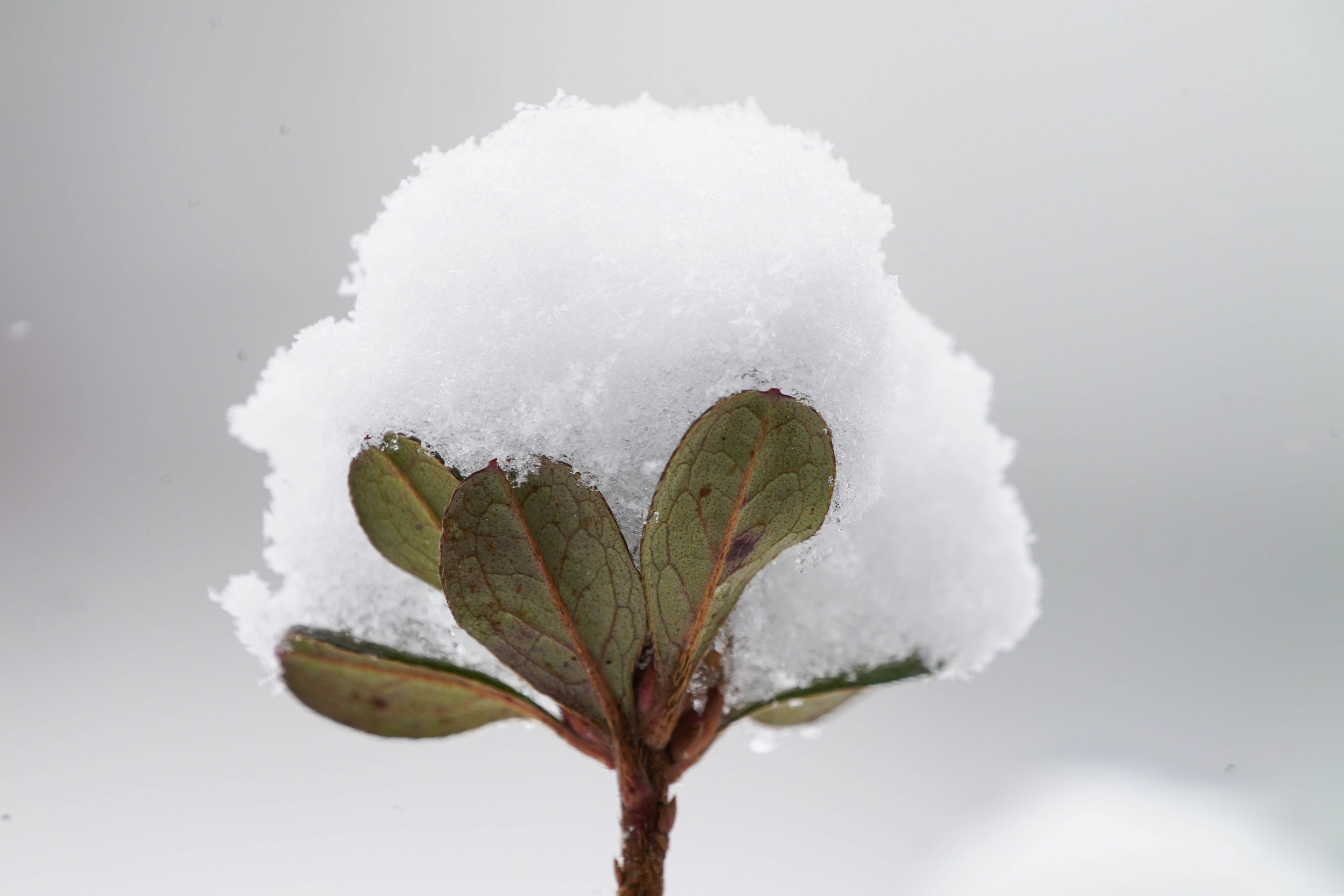 How many days until spring? A plant holds an accumulation of snow on Saturday in Maryland from the storm that that reminded the Midatlantic and Northeast that winter was still around.