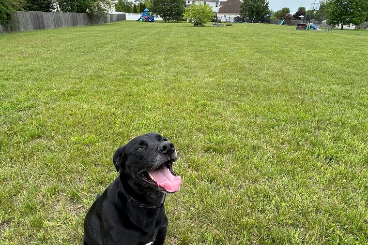 Sully Carlin, a 4-year-old black lab mix, was too tired to comment after running around a two-acre Sniffspot in South Jersey on a late spring day.