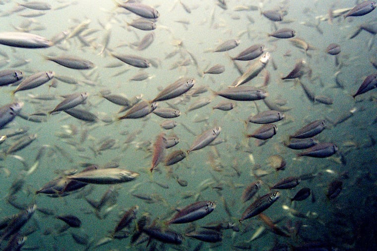 Just like humans, fish need to get some shut-eye, too.