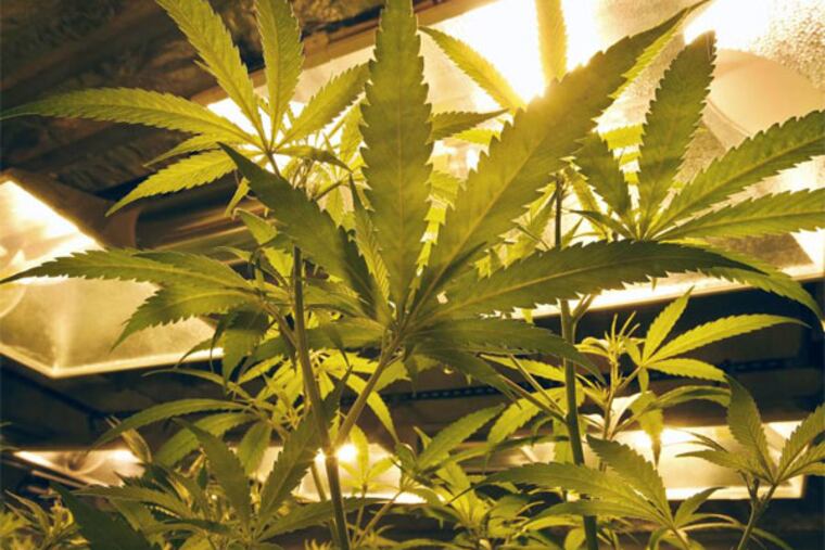 Marijuana plants grow under special lights inside the grow facility at Medicine Man marijuana dispensary in Denver, Friday Dec. 27, 2013. (AP Photo/Brennan Linsley)