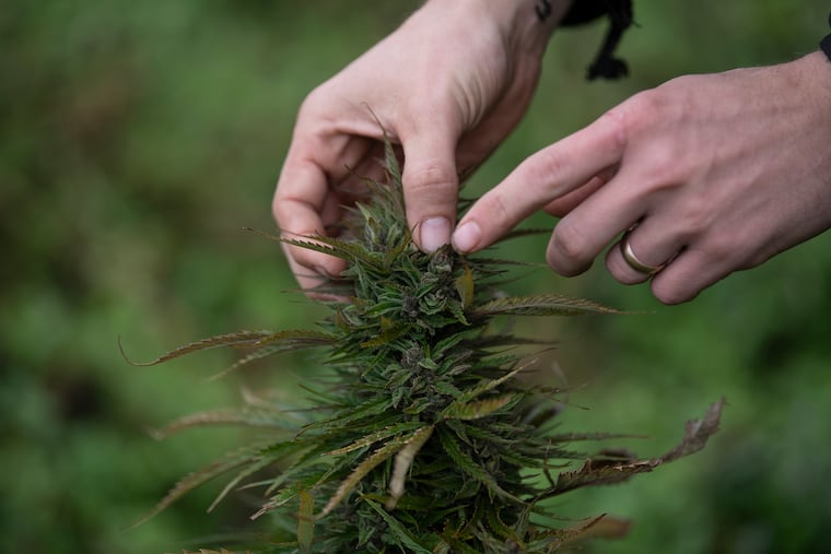 File photo shows a farmer showing a hemp plant at the Marwell Dairy Farm in Coopersburg, Pa.