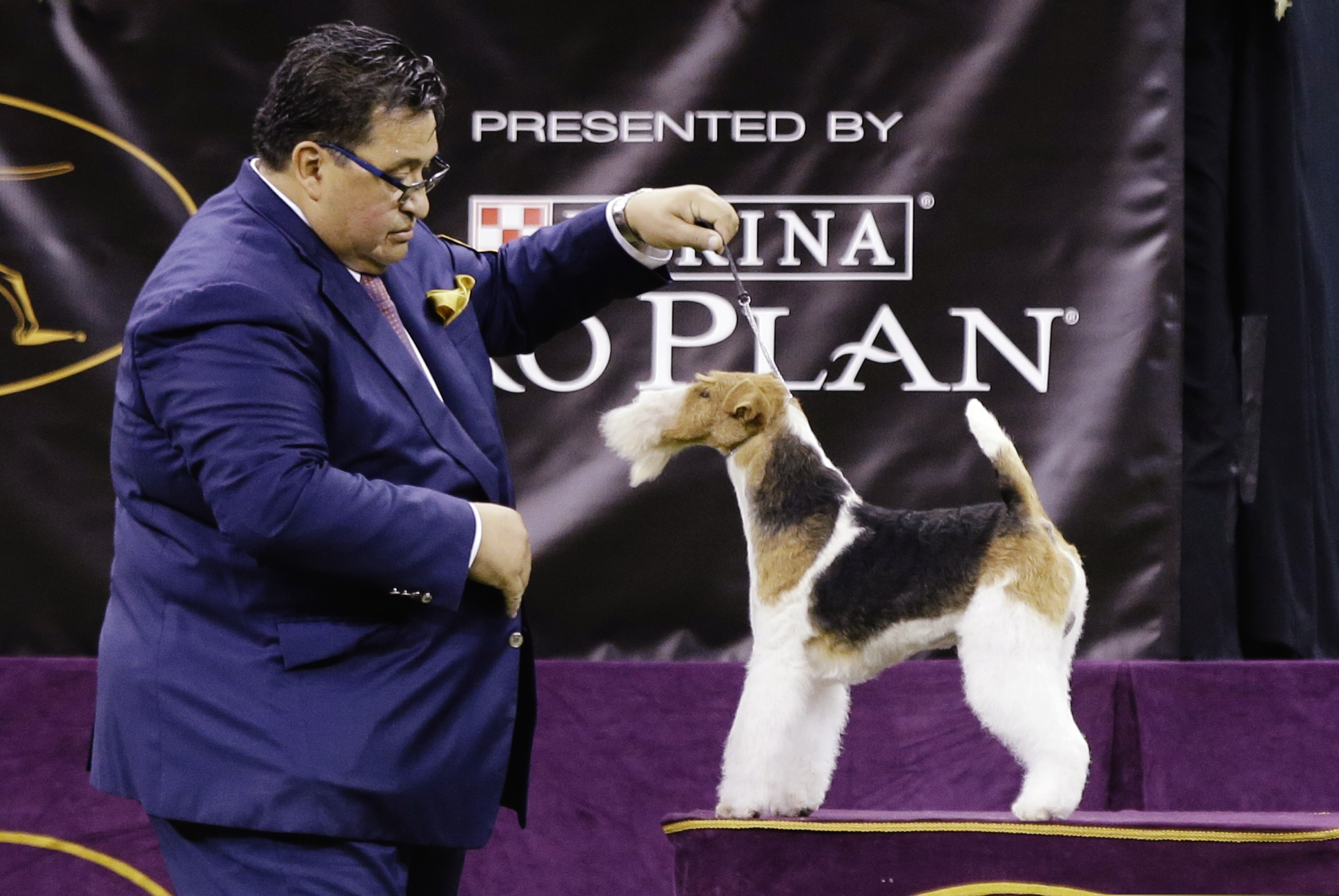 King, a wire fox terrier, competes with the terrier group at the 143rd Westminster Kennel Club Dog Show Tuesday, Feb. 12, 2019, in New York.