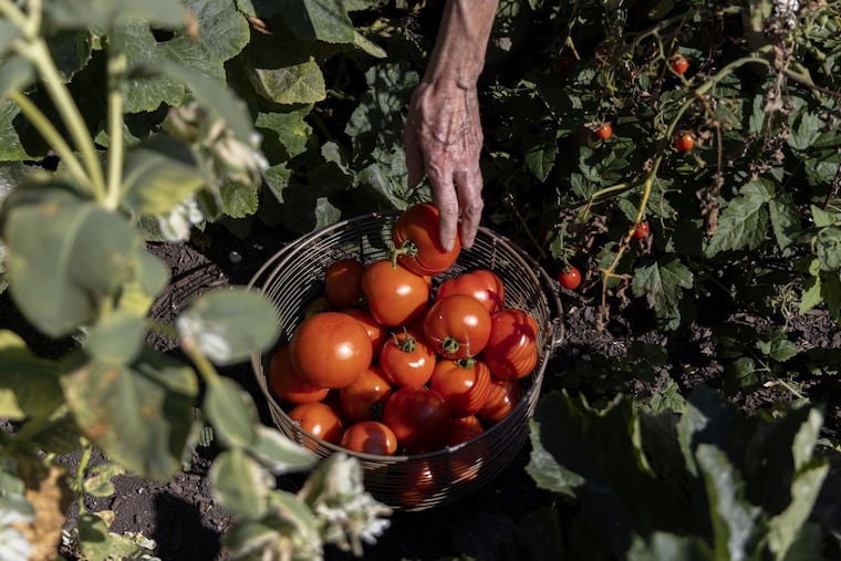 Lack of green space shouldn't stop you from growing your own veggies. Instead, check out a community garden.