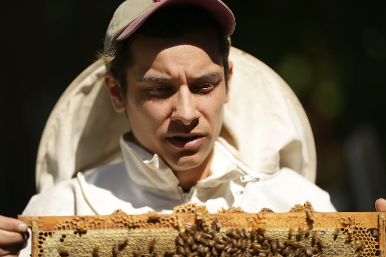Beekeeper Sam Torres checks on his apiary at Glen Foerd in Philadelphia, PA on June 15, 2018.