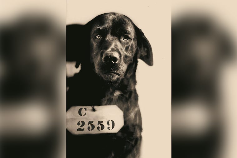 Mug shot of Pep the Dog, Eastern State Penitentiary inmate No. C2559.