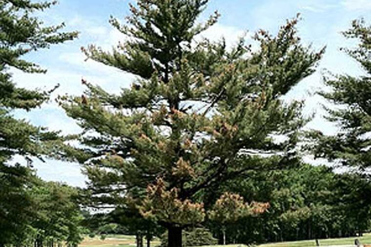 More than a dozen spruce and pine trees at the company-owned DuPont Country Club near the company's headquarters in Wilmington show damage that look like the symptoms reported to have been attributed in other cases to exposure to the DuPont herbicide Imprelis, by state extension services in Pennsylvania and the Midwest. These pictures were taken from Black Gates Road and Country Club Road, adjoining the club's eastern end. DuPont had no comment on the damage. (Photo by Joseph N. DiStefano)