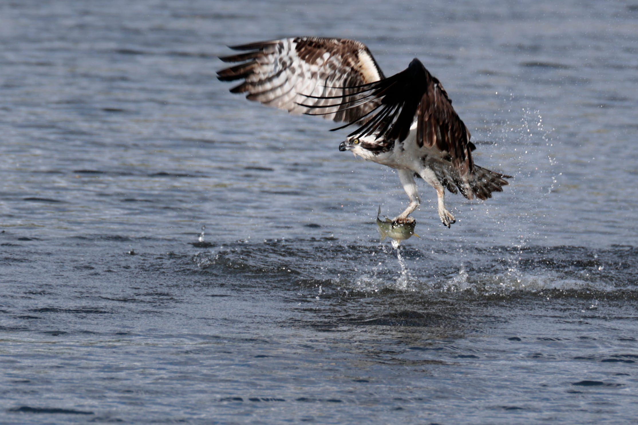 Osprey chicks are starving at the Jersey Shore, study says