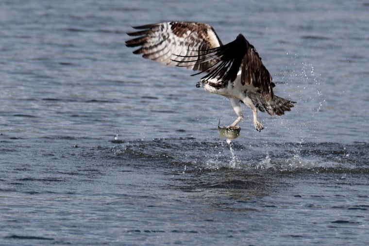 File: An osprey hunts for fish at the John Heinz National Wildlife Refuge at Tinicum in Philadelphia on Tuesday, May 6, 2025.
