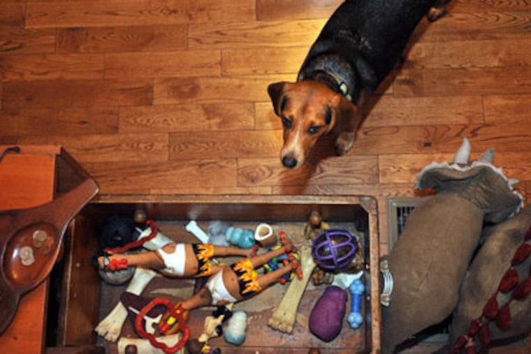 Balki the beagle has a chest of dog toys that keep him thinking and motivated in the South Philadelphia home he shares with Lauren Simeone. (Sharon Gekosi-Kimmel / Staff Photographer)