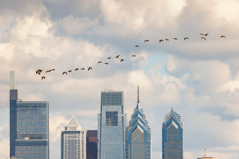 A flock of geese fly over the Philadelphia skyline.