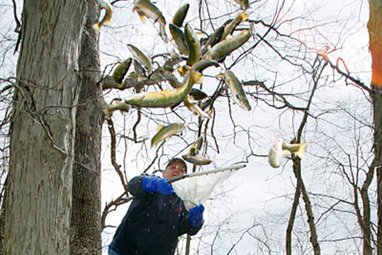 In advance of the splashing crowds, Jeff Mason, 55, throws hatchery-raised trout into Stony Brook. (David Swanson / Staff Photographer)