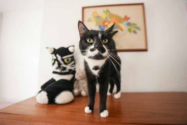 Stache the cat inside the Pennsport home of Nick Imparato and Dale Macauley.