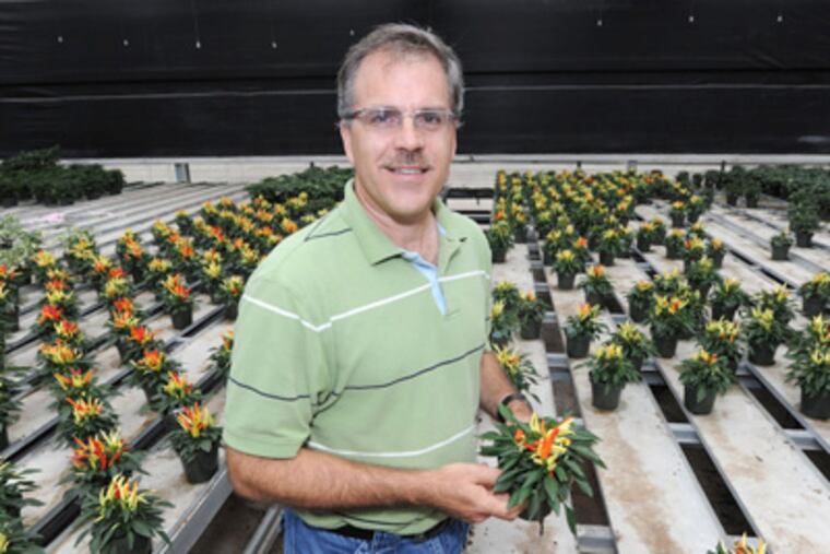 Ken Ruch of George Didden Greenhouses Inc. in Hatfield says the Waterloo Gardens situation is the biggest he's had to face. (Clem Murray / Staff Photographer)