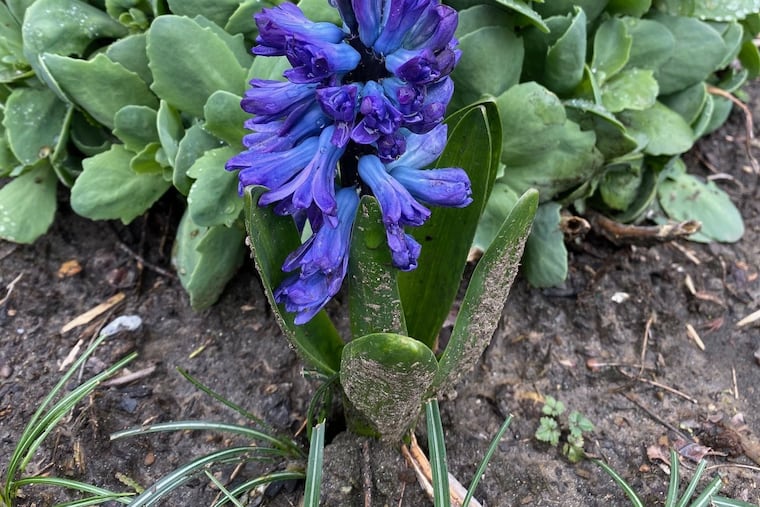 The hyacinth are in bloom. Time to think about getting that garden ready for summer.