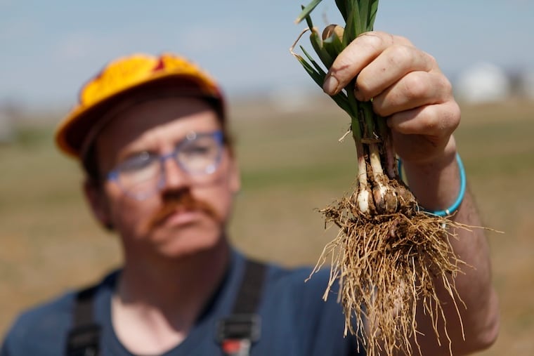 Tom Culton holds fresh organic spring garlic, dug from the family farm in Lancaster County in 2014.