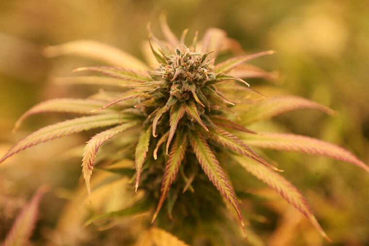 A marijuana plant in the flowering stage is pictured at the Compassionate Care Foundation medical marijuana dispensary and cutivation center in Egg Harbor Township, N.J., on Wednesday, June 6, 2018. The foundation hopes to open additional dispensaries in South Jersey and also plans to convert a former greenhouse in Sewell, N.J., into another cultivation facility.