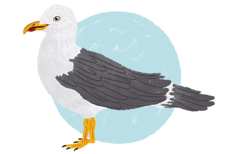 Lesser Black Backed Gull