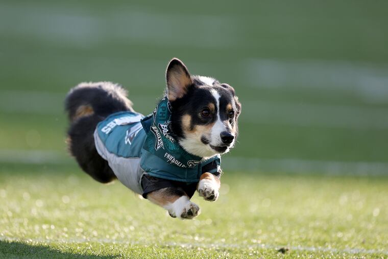 Corgi Races Nfl What our photographers saw Sunday, January 5