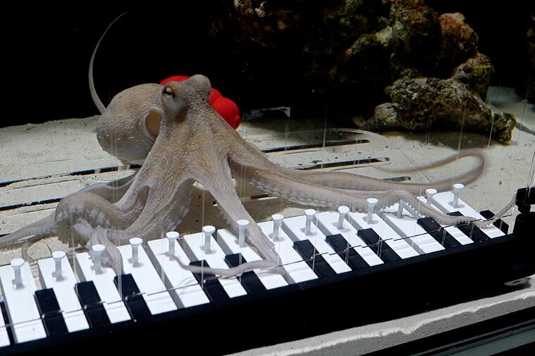 Takoyaki, an octopus, played piano keys with its eight arms.